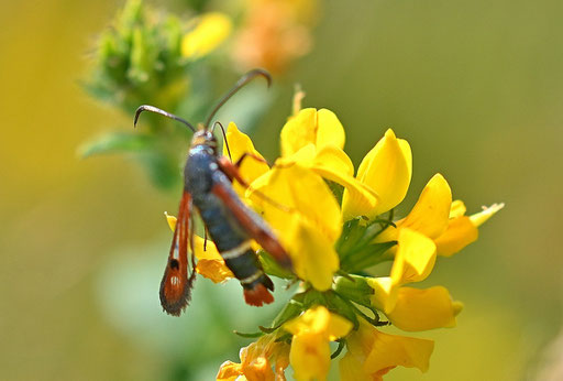 Roter Ampfer-Glasflügler - Pyropteron chrysidiforme (G. Franke)