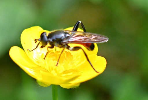 Brachypalpoides lentus - Rote Holzmulmschwebfliege, Waldwegrand zum Maienberg bei Dobel, ca. 10 - 12 mm lang (G. Franke, 20.05.2025)