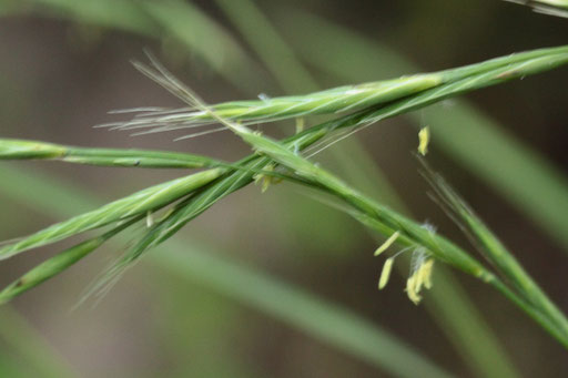 Wald-Zwenke - Brachypodium sylvaticum; Waldwegrand bei Straubenhardt-Langenalb (G. Franke, Juli 2019)