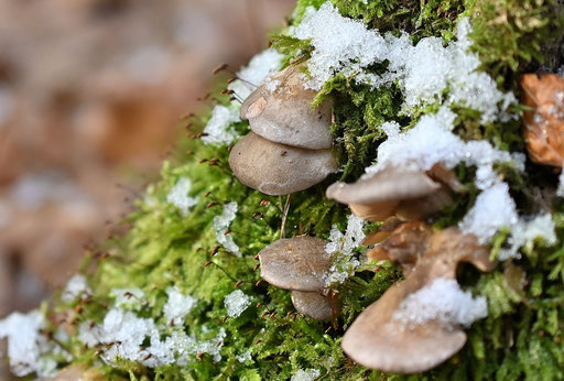 Gelbstieliger Muschelseitling - Sarcomyxa serotina; an einem Baumstumpf (Buche) im Mischwald bei Karlsbad-Ittersbach (G. Franke, 04.01.2025)