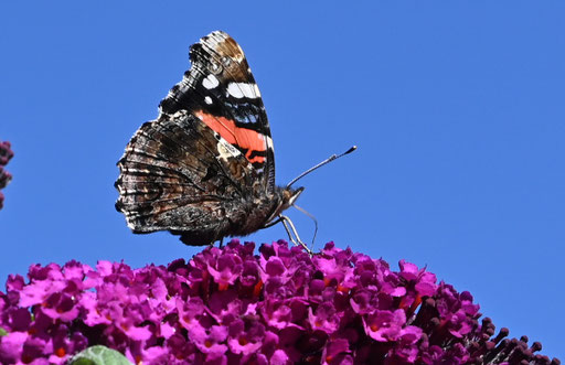 Admiral - Vanessa atalanta; auf Schmetterlingsflieder in Spielberger Garten (G. Franke, 01.10.2023)