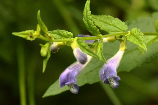 Sumpf-Helmkraut - Scutellaria galericulata; Waldwegrand zwischen Ittersbach und Langensteinbach (G. Franke, 11.07.2023)