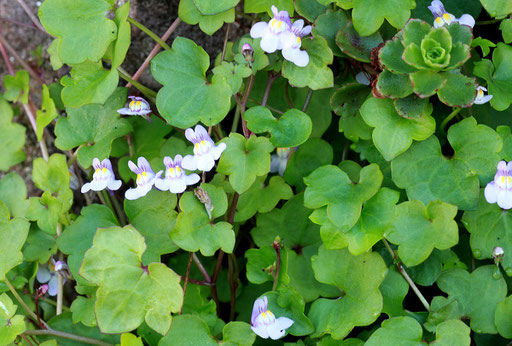 Gemeines Zimbelkraut - Cymbalaria muralis; Mauer am Robberg bei Ettlingen (G. Franke, 11.09.2010)