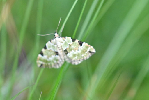 Prachtgrüner Bindenspanner - Colostygia pectinataria; helle Form des Falters; Talwiese im Eyachtal (G. Franke, 27.05.2025) vielen Dank für die Bestimmungshilfe im Lepiforum
