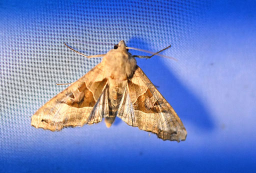 Achateule - Phlogophora meticulosa (G. Franke)