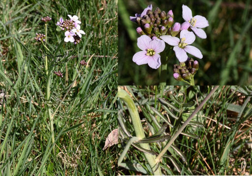 Wiesen-Schaumkraut - Cardamine pratensis; Wiese bei Karlsbad-Spielberg (G. Franke, März 2022)