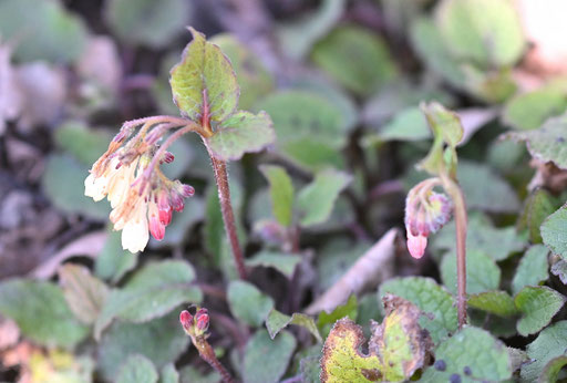 Der Großblütige Beinwell - Symphytum grandiflorum - Blühbeginn im Garten; lockt verschiedene Wildbienen und Schwebfliegen an (G. Franke, 19.03.2025) Die Pflanze mag es sonnig bis halbschattig und ist als Bodendecker geeignet