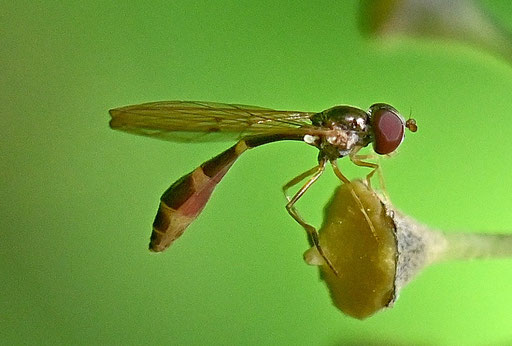 Gemeine Schattenschwebfliege - Baccha elongata; auf einer Efeublüte bei Karlsbad-Spielberg (G. Franke, 26.10.2024)