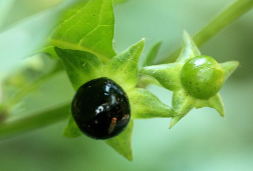 Gewöhnliche Tollkirsche - Atropa bella-donna - Frucht; bei Straubenhardt-Conweiler (G. Franke; 28.08.2016)
