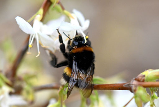 Dunkle/ Helle Erdhummel (Artenpaar) - auf den Blüten der Winter-Heckenkirsche (G. Franke, 21.02.2024)