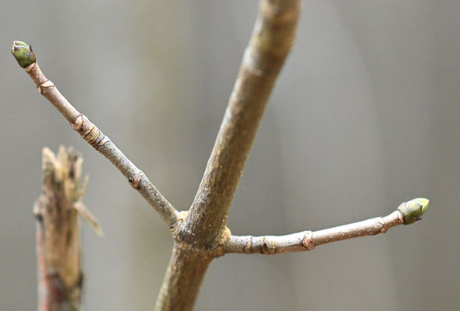 Berg-Ahorn - Acer pseudoplatanus (G. Franke, 18.12.2024)