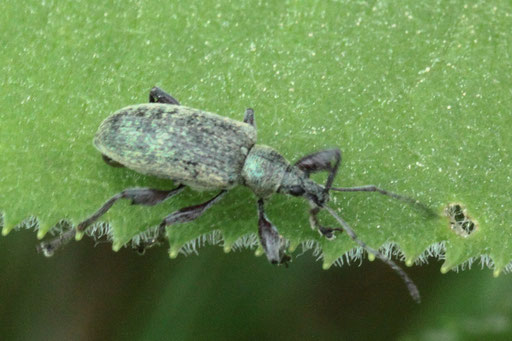 Nesselblattrüssler - Phyllobius pomaceus; Waldwegrand unterhalb des Langmartskopfes auf ca. 905 m Höhe (G. Franke, 06.06.2023) - Danke für die Bestimmungshilfe durch kerbtier.de