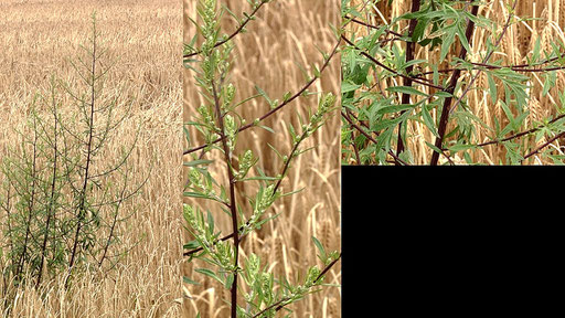 Gewöhnlicher Beifuß - Artemisia vulgaris; Feldrand bei Karlsbad-Auerbach (G. Franke, 17.07.2021)