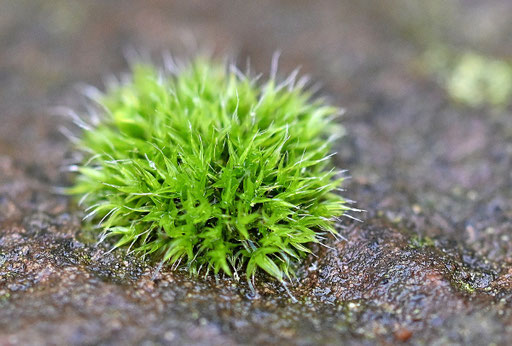 Polster-Kissenmoos Grimmia pulvinata im Garten