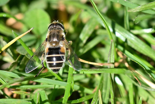 Die Kleine Keilfleck-Schwebfliege (Eristalis arbustorum) ruht sich am Rand der Gartenwiese aus (G. Franke, 06.04.2025)