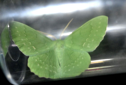 Grünes Blatt - Geometra papilionaria (G. Franke)