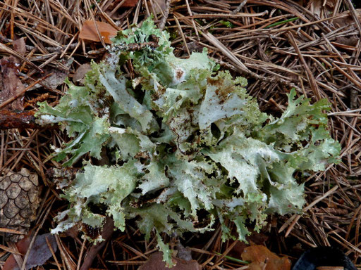 Herabgefallener Kiefernzweig mit feuchtem, graugrünem Thallus und krausen Blatträndern. Foto: Bernd Miggel