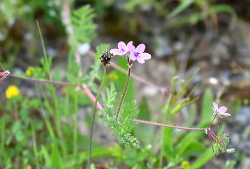 Gewöhnlicher Reiherschnabel - Erodium cicutarium, zwischen Neuburgweier und Au a.R. (G. Franke, 04.05.2024)