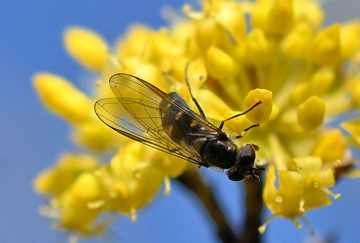 Frühe Frühlingsschwebfliege - Melangyna lasiophthalma (G. Franke, 08.03.2025)