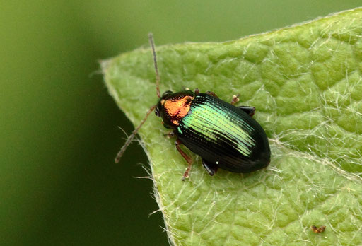 Weiden-Erdfloh - Crepidodera aurata; Garten bei Karlsbad-Spielberg (G. Franke, 13.05.2023)