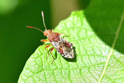 Rötliche Glasflügelwanze - Rhopalus subrufus, Garten bei Karlsbad-Spielberg (G. Franke, 31.05.2025)