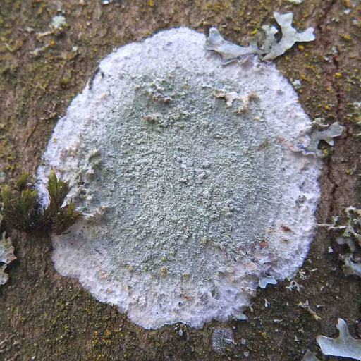 Junger Thallus. Foto: Norbert Kühnberger.