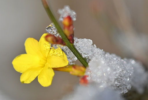 Blüte des Winter-Jasmin mit Resten der Schneehaube (G. Franke, Karlsbad-Spielberg, 03.01.2025)