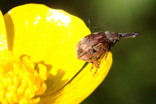 Kirschkernstecher - Furcipus rectirostris; ein Winzling von ca. 3 mm hier auf einer Hahnenfußblüte - Streuobstwiese bei Karlsbad-Spielberg (G. Franke, 03.05.2023) Danke für die Bestimmungshilfe durch kerbtier.de