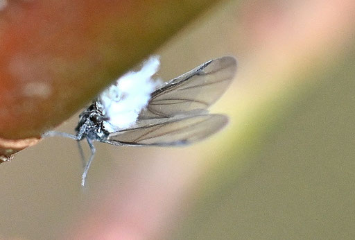 Buchenblattlaus - Phyllaphis fagi; bei Karlsbad-Spielberg (G. Franke, 25.11.2024)