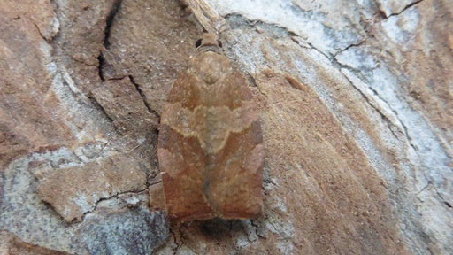Pandemis heparana (Wickler)  (H. Schuldt)