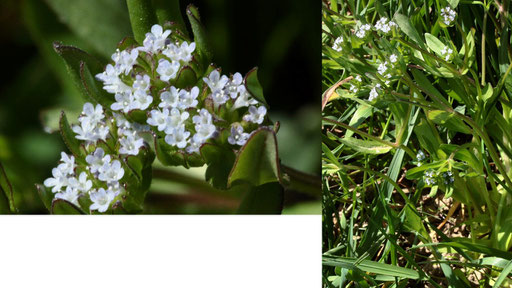 Echter Feldsalat - Valerianella locusta; bei Karlsbad-Langensteinbach (G. Franke, 27.04.2021)