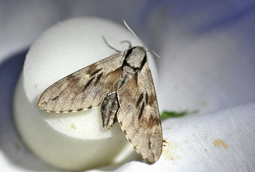 Kiefernschwärmer - Sphinx pinastri; fotografiert am Lichtfang von Harald Schuldt an der NABU-Blühfläche (G. Franke, 20.06.2025)