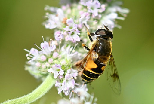 Garten-Keilfleckschwebfliege - Eristalis horticola, weiblich; auf Minzeblüten bei Karlsbad-Spielberg (G. Franke, 06.08.2024) kennzeichnend sind Flügelzeichnung und gelbe Behaarung auf Hinterleib und Füßen, Länge ca. 10 - 14 mm