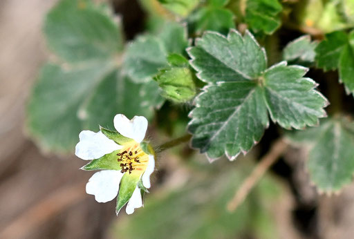 Erdbeer-Fingerkraut - Potentilla sterilis; die ersten Blüten in diesem Jahr an einer geschützten Waldwegböschung bei Ittersbach (G. Franke, 20.02.2024)
