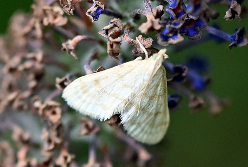 Königskerzen-Zünsler - Paracorsia repandalis; bei Karlsbad-Spielberg (G. Franke, 11.08.2024)