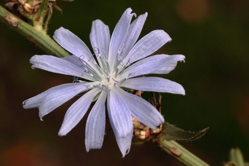 Gemeine Wegwarte - Cichorium intybus; Wiesenrand bei Karlsbad-Spielberg (G. Franke)