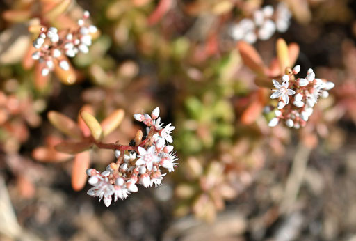 Weiße Fetthenne - Sedum album; Brückenrand bei Karlsbad-Spielberg (G. Franke, 14.06.2025)