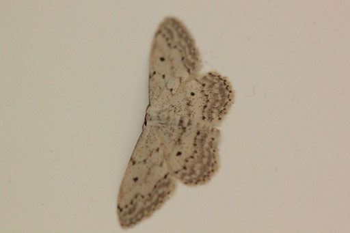 Grauer Zwergspanner - Idaea seriata; Karlsbad-Spielberg (G. Franke, 26.08.2023) vielen Dank für die Bestätigung im Lepiforum