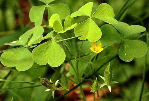 Aufrechter Sauerklee - Oxalis stricta (Oxalis fontana); bei Karlsbad (G. Franke)