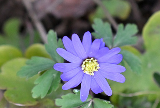 Balkan-Windröschen - Anemone blanda (Gerold Franke, Spielberg,m 22.02.2025) Es wird langsam bunt im Garten zur Mitte des Vorfrühlings