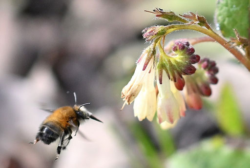 Eine Gemeine Pelzbiene fliegt die Blüten des Großblütigen Beinwells an (G. Franke, Spielberg, 21.03.2025)