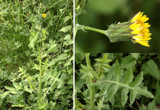 Kohl-Gänsedistel - Sonchus oleraceus; bei Karlsbad-Spielberg (G. Franke, Mai 2022)