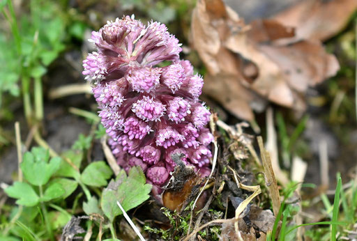 Rote Pestwurz (Gewöhnliche Pestwurz) - Petasites hybridus; aufblühend an einem Waldwegrand bei Karlsbad-Spielberg (G. Franke, 16.03.2025)