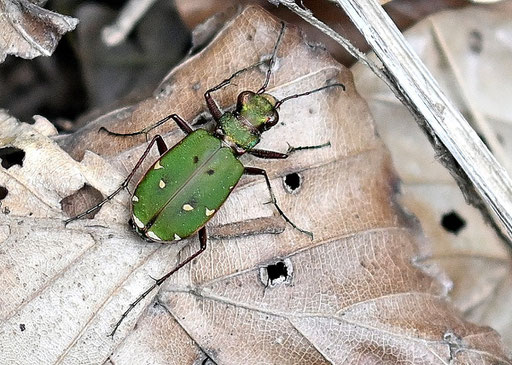 Feld-Sandlaufkäfer - Cicindela campestris; Waldwegböschung bei Karlsbad-Ittersbach (G. Franke, 07.05.2025)