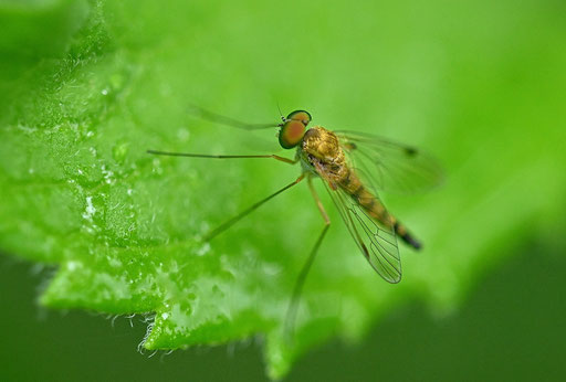 Kleine Schnepfenfliege - Chrysopilus asiliformis; bei Karlsbad-Spielberg (G. Franke, 03.07.2024)