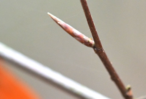 Knospe der Rot-Buche - Fagus sylvatica; bei Karlsbad-Spielberg (G. Franke, 11.12.2024)