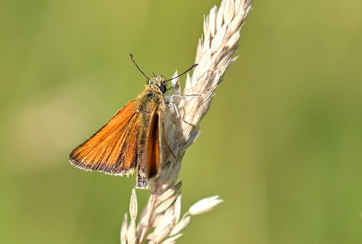 Braunkolbiger Braundickkopffalter - Thymelicus sylvestris (G. Franke)
