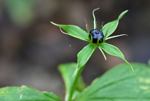 Einbeere - Paris quadrifolia