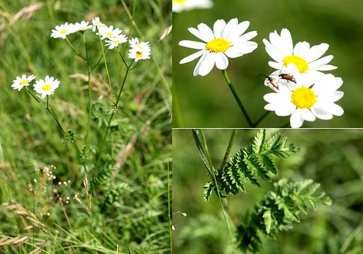 Straußblütige Wucherblume - Tanacetum corymbosum; Kalkmagerwiese bei Ersingen (G. Franke, 05.06.2018)