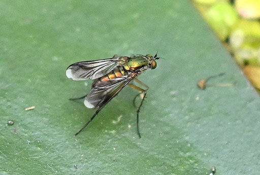 Grüne Langbeinfliege - Poecilobothrus nobilitus; auf einem Seerosenblatt im Gartenteich - ca. 5 mm lang (G. Franke, 26.06.2025)